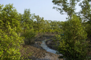 about Sundarban