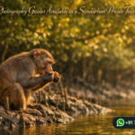 Are Photography Guides Available in a Sundarban Private Tour Package?