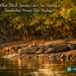 What Bird Species Can I See During a Sundarban Private Tour Package?