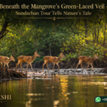 Beneath the Mangrove’s Green-Laced Veil - Sundarban Tour Tells Nature’s Tale