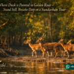 Where Dusk is Painted in Golden Roar - Stand Still, Breathe Deep on a Sundarban Tour