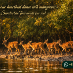 Let your heartbeat dance with mangroves - Sundarban Tour awaits your soul