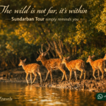 The wild is not far, it’s within —Sundarban Tour simply reminds you