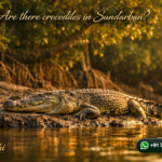 Are there crocodiles in Sundarban?