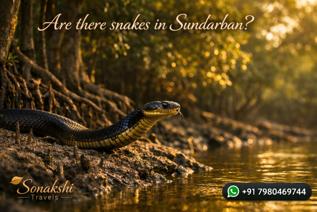 Are there snakes in Sundarban