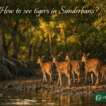 How to see tigers in Sunderbans?