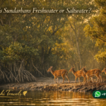 Is Sundarbans Freshwater or Saltwater?