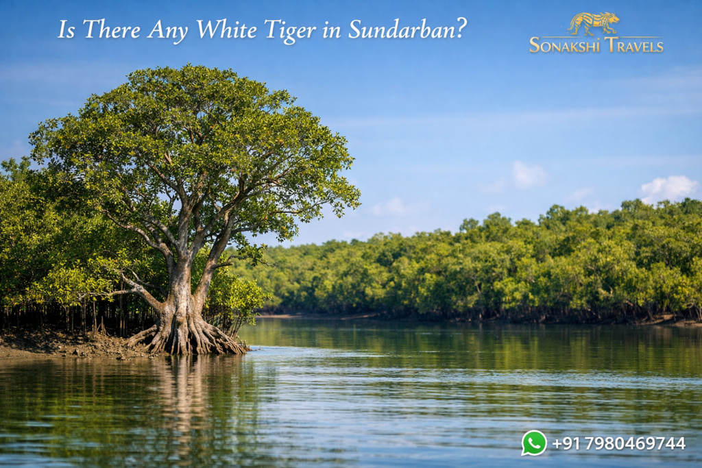 Is There Any White Tiger in Sundarban?