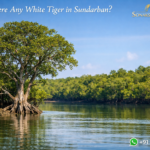 Is There Any White Tiger in Sundarban?