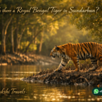 Is there a Royal Bengal Tiger in Sundarban?