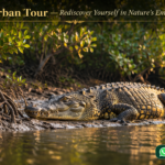 Sundarban Tour — Rediscover Yourself in Nature’s Embrace