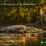What is the mystery of the Sundarbans