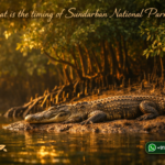 What is the timing of Sundarban National Park?