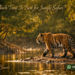 Which Time Is Best for Jungle Safari