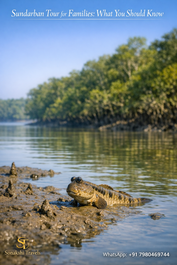 Sundarban Tour for Families