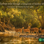 Sundarban tour through a kingdom of hidden life