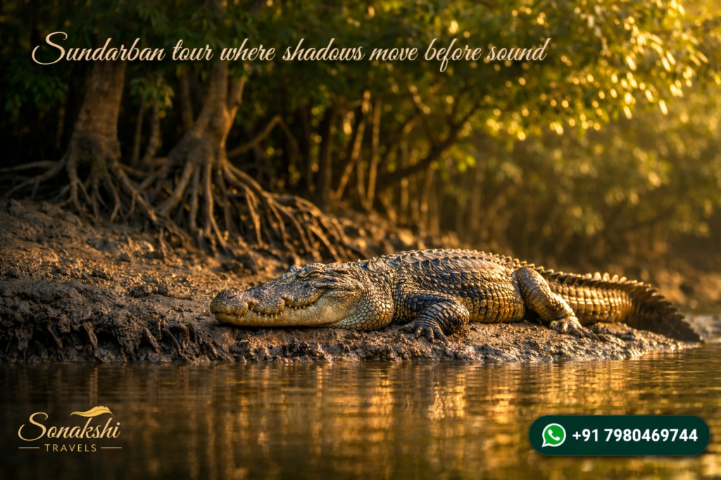 Sundarban tour where shadows move before sound