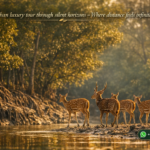 Sundarban luxury tour through silent horizons - Where distance feels infinite