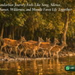 Why a Sundarban Journey Feels Like Song, Silence, Sunset, Wilderness, and Moonlit Forest Life Together