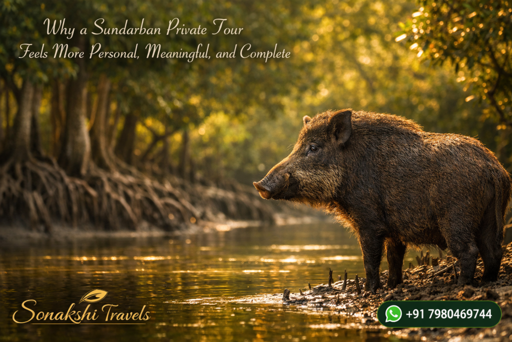 Why a Sundarban Private Tour Feels More Personal, Meaningful, and Complete