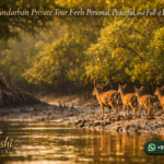 Why a Sundarban Private Tour Feels Personal, Peaceful, and Full of Discovery