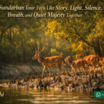 Why a Sundarban Tour Feels Like Story, Light, Silence, Breath, and Quiet Majesty Together